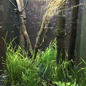 Shedd Aquarium: Rasboras