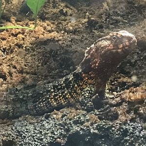 Shedd Aquarium: Chinese Crocodile Lizard
