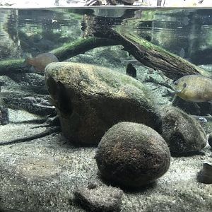 Shedd Aquarium: Bluegills