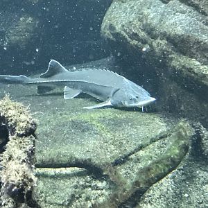Shedd Aquarium: Lake Sturgeon