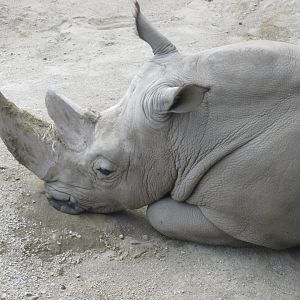 WHITE RHINOCEROS