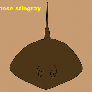 Bluntnose stingray (Dasyatis say)