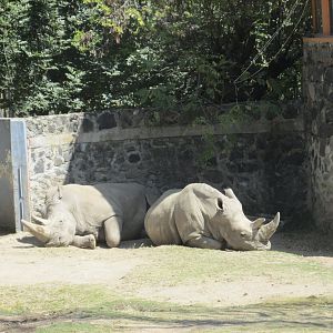 WHITE RHINOCEROS