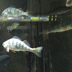 Shedd Aquarium: Yellow Perch