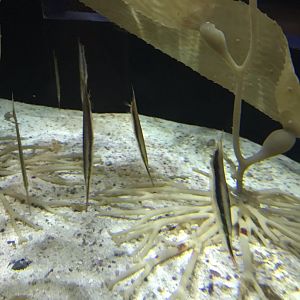 Shedd Aquarium: Razorfish