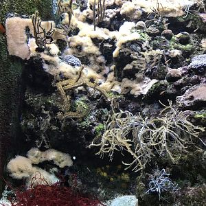 Shedd Aquarium: Coral Reef