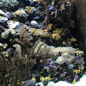 Shedd Aquarium: Damsels and Clownfish