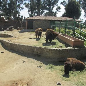 AMERICAN BISON