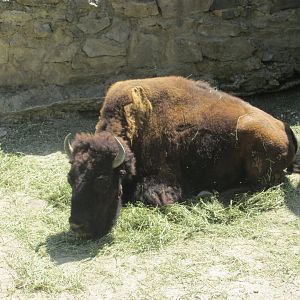 AMERICAN BISON