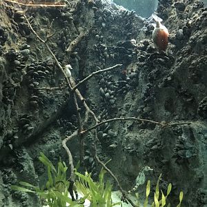 Shedd Aquarium: Seahorse Tank