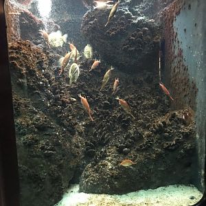 Shedd Aquarium: Longspine Snipefish and Pineconefish