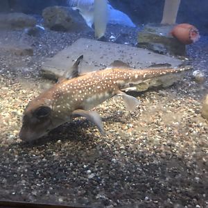 Shedd Aquarium: Spotted Ratfish