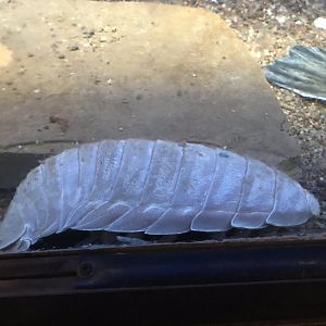 Shedd Aquarium: Isopod