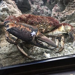 Shedd Aquarium: Crab