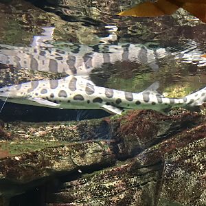 Shedd Aquarium: Leopard Shark