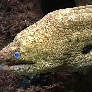 Shedd Aquarium: Moray Eel