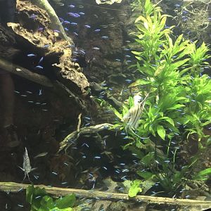 Shedd Aquarium: Freshwater Angelfish and Tetras