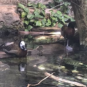 Shedd Aquarium: White-Faced Whistling Ducks