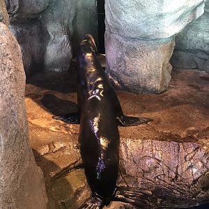 Shedd Aquarium: California Sea Lion