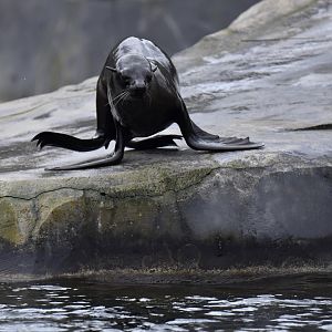 South American fur seal (Arctocephalus australis)