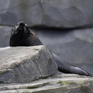South American fur seal (Arctocephalus australis)