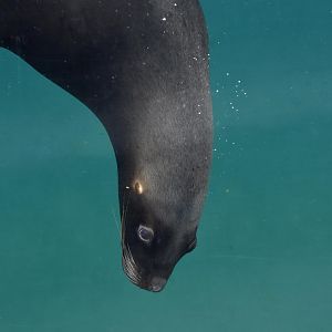 Patagonian sea lion (Otaria flavescens)