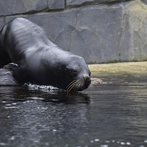 Patagonian sea lion (Otaria flavescens)