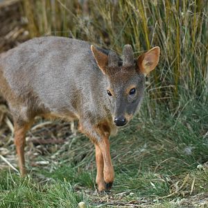 Southern pudu (Pudu puda)