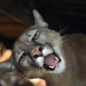 Puma (Puma concolor)