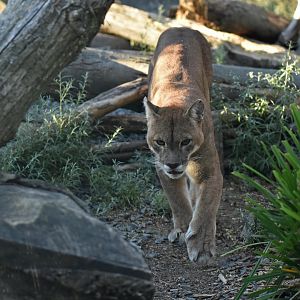 Puma (Puma concolor)