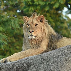 "Barbary" lion (Panthera leo)