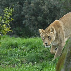 "Barbary" lion (Panthera leo)