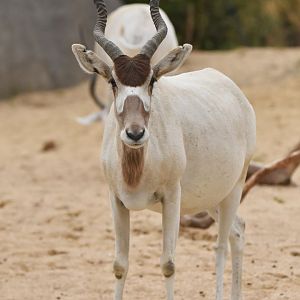 Addax (Addax nasomaculatus)