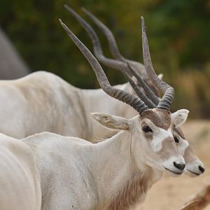 Addax (Addax nasomaculatus)