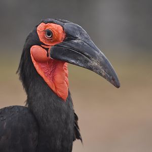 Southern ground hornbill (Bucorvus leadbeateri)