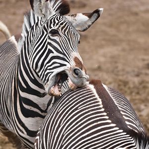 Grevy zebra (Equus grevyi)