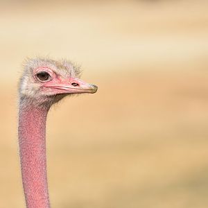 North-African ostrich (Struthio camelus camelus)