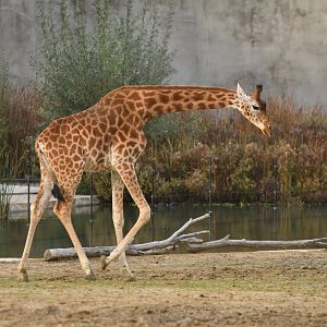 Kordofan girafe (Giraffa cameleopardis antiquorum)