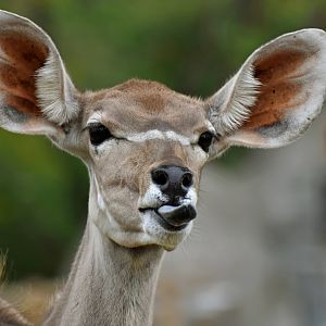 Greater kudu (Tragelaphus strepciceros)