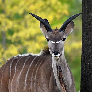 Greater kudu (Tragelaphus strepciceros)