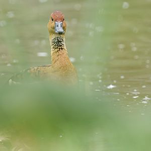 Fulvous tree duck (Dendrocygna bicolor)
