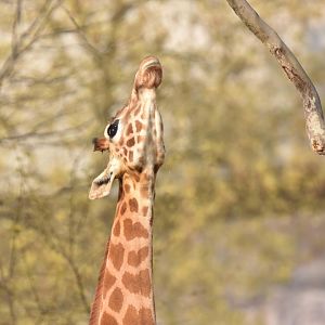 Kordofan girafe (Giraffa cameleopardis antiquorum)