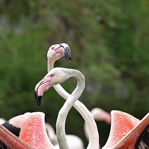 Roseate flamingo (Phoenicopterus roseus)