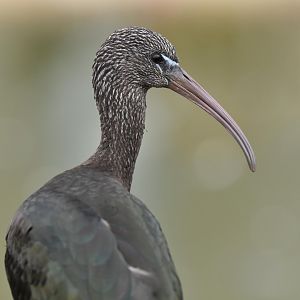 Glossy ibis (Plegadis falcinellus)