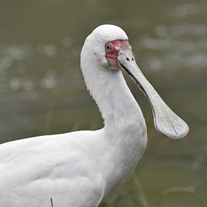 African spoonbill (Platalea alba)