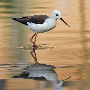 Black-winged stilt (Himantopus himantopus)