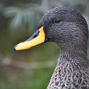 Yellow-billed duck (Anas undulata)