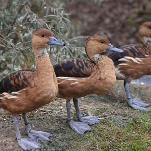 Fulvous tree duck (Dendrocygna bicolor)