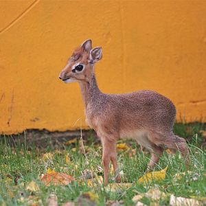Young Kirk's Dik-dik at Twycross, November 1st 2020