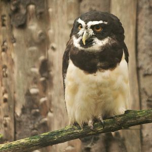 Spectacled Owl at Twycross, November 1st 2020